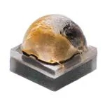 XQEAWT-00-0000-00000LDE1 白色 LED White 6500 K STD-CRI XLamp XQEAWT